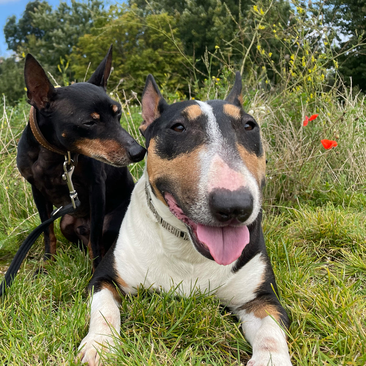 On International Dog Day it’s the moment to reflect on and celebrate e