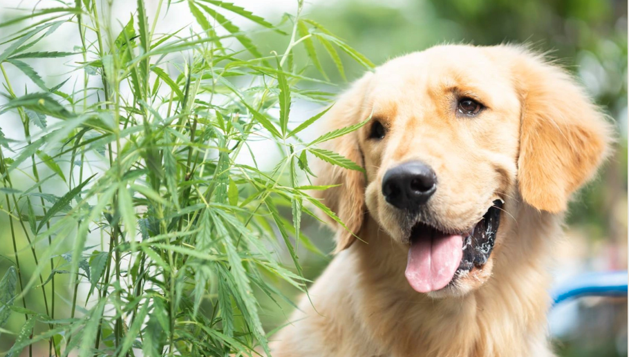 Hemp seed and Hemp seed oil – a powerhouse of health that’s good for the planet, bio-diversity and your dog!