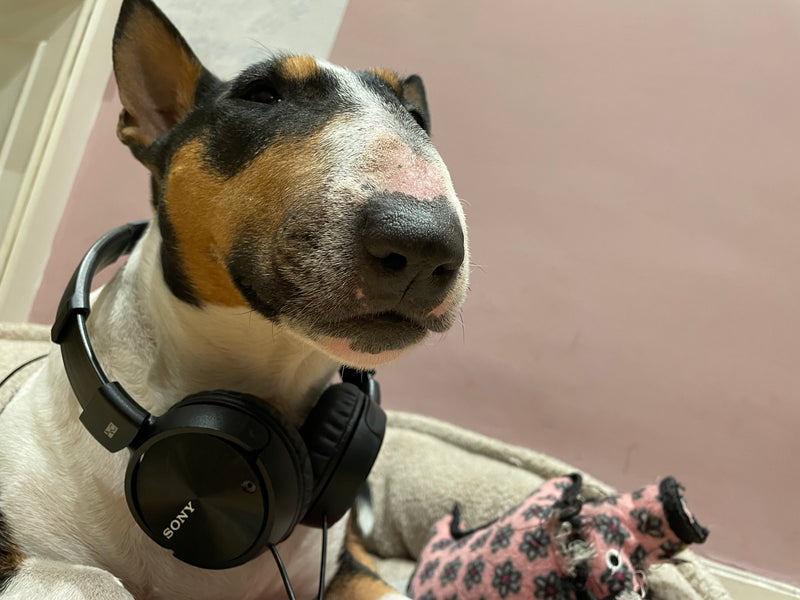 Music for dogs? What's the best genre?