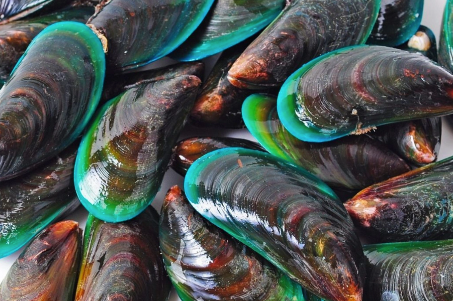 Could Green Lipped Mussel be the species appropriate superfood that’s set to put a spring in your dog’s step?
