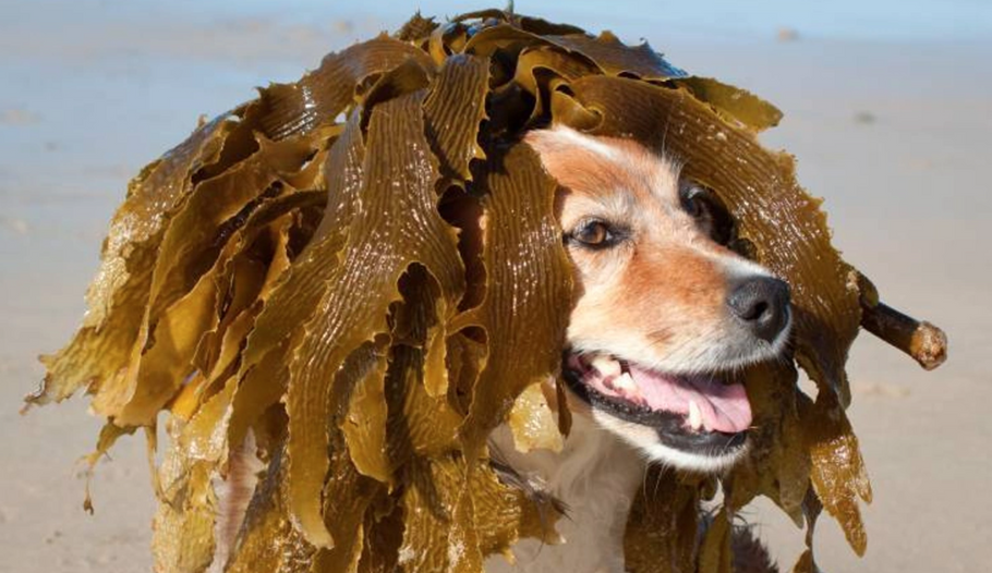 Sea vegetables help sustain ecosystems, boost the planet’s oxygen supply, could these ‘veggies’ be good for dogs?