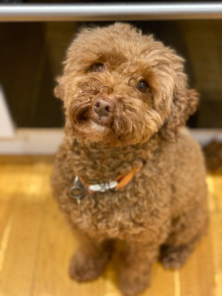 RUBY the Cockapoo a success story with an integrated wellness strategy
