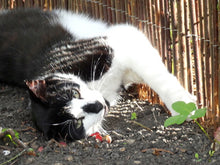 Load image into Gallery viewer, Nutrition and Wellness for Cats - Anna Webb