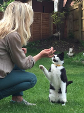 Load image into Gallery viewer, Nutrition and Wellness for Cats - Anna Webb