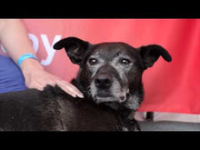 Load and play video in Gallery viewer, Light therapy for dogs - Anna Webb