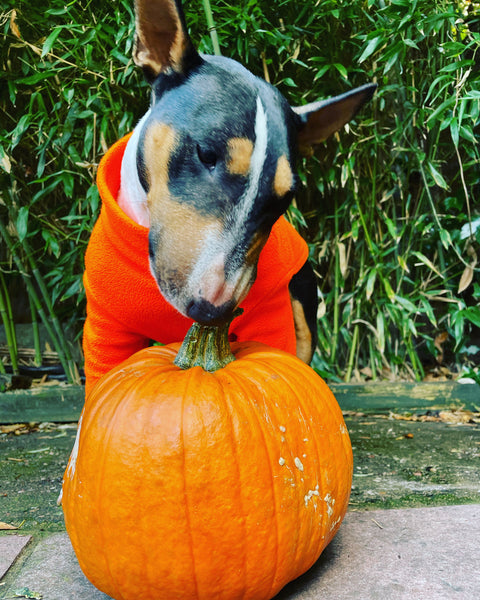 Pumpkins are nature’s treat for dogs, no tricks, just goodness.