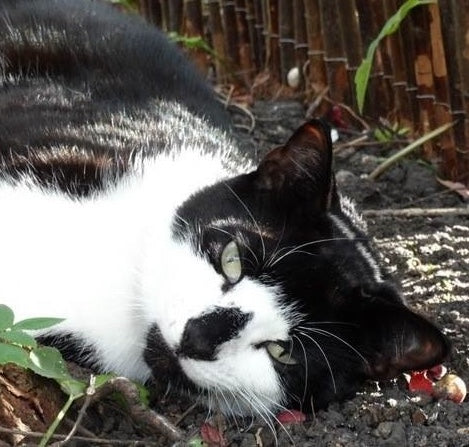 Feed your cat's wild side for optimum health