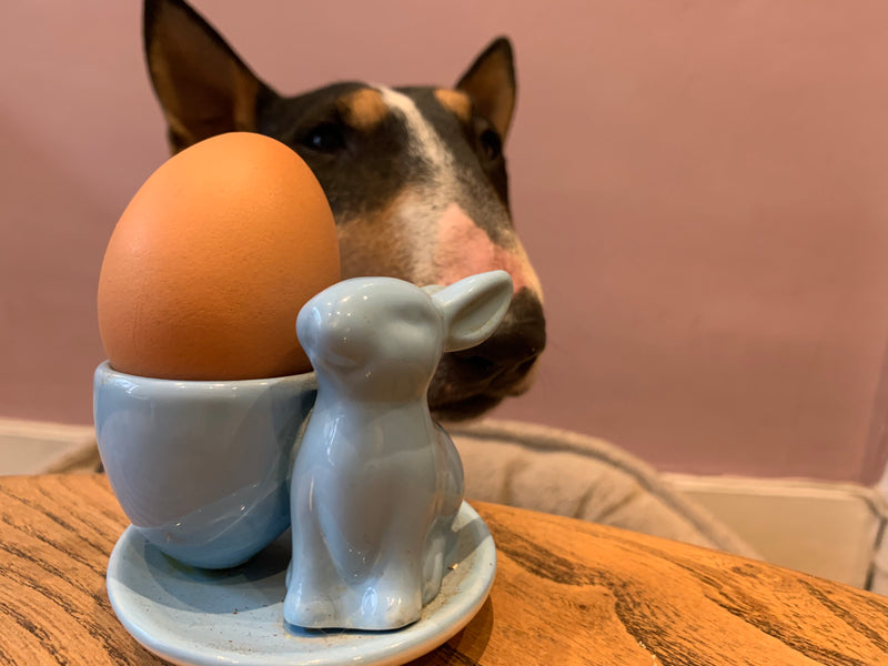 A raw organic egg is good for your dog!