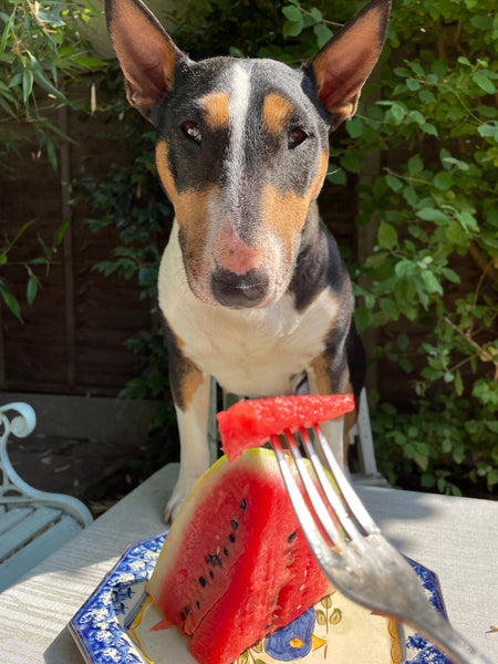 Water Melon - is it good for your dog? Yes it is, here's why!