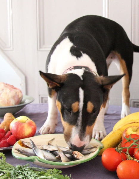 Independent Nutrition Experts Put Your Dog’s and Cat’s Health First