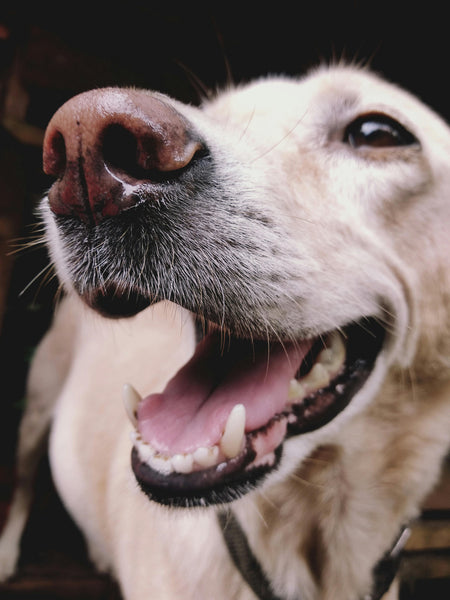 When I believe it’s completely possible for your dog to sniff out if you’re having an affair!