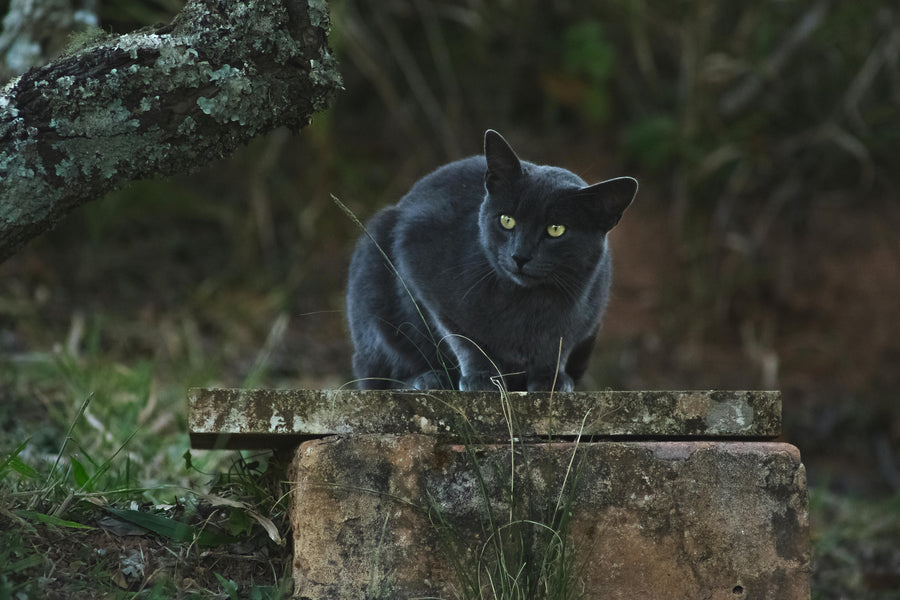 Black Cats a symbol of the occult, or of good fortune?